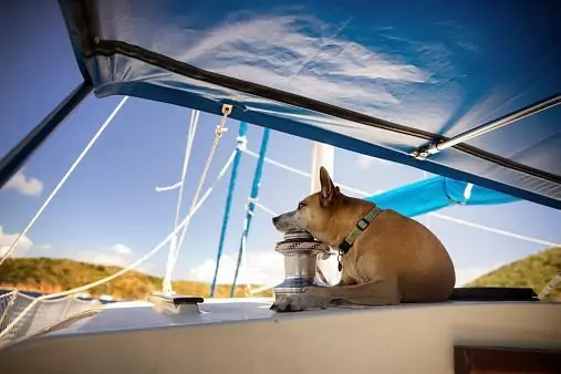 Pet on a yacht
